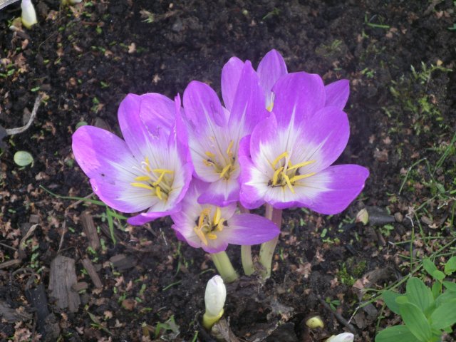 colchicum autumnale